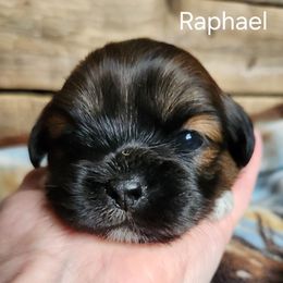 Raphael - Brown male Lhasa Apso puppy in Jefferson, New York from Absolute Lhasa Love