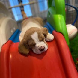 Beagle Puppies from Royal-Tea Beagles