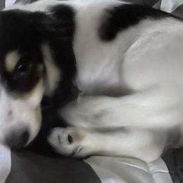 Vinny - Dachshund