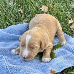 Pie - Red male Bernedoodle puppy in Springville, Utah from Oodles of Bernedoodles