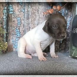 Boy 9 - White and liver male German Shorthaired Pointer puppy in Laporte, Minnesota from Northern Odyssey Gun Dogs