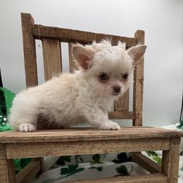 Cream - Cream male Chihuahua puppy in Williamsburg, Virginia from PAWSitive Cheeky Chihuahuas