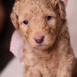 Siena - Apricot female Goldendoodle puppy in Forney, Texas from Diamond Doodle Pups and Poodles