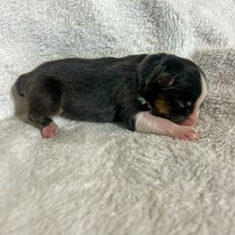 Pugsley - Black tri-color male Australian Shepherd puppy in Saint Maries, Idaho from North Idaho Aussies