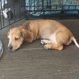 Tank - Cream male Dachshund puppy in Salome, Arizona from Boopenstein Doxies