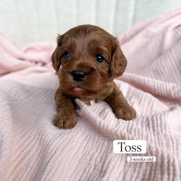 Toss - Red male Cavapoo puppy in Easley, South Carolina from Cutiepie Cavapoos
