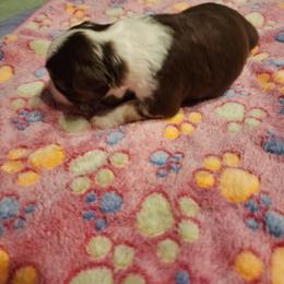 Toy Australian Shepherd Puppies from Crazy Aussie Chaos