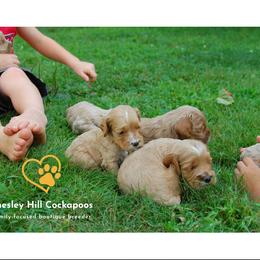 Cockapoo Puppies from Chesley Hill Cockapoos