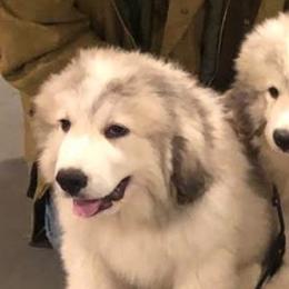 Great Pyrenees puppies from Polar Light Great Pyrenees