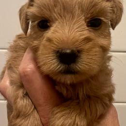 Fancy - Wheaten female Miniature Schnauzer puppy in Grayson, Kentucky from Seventh Heaven Schnauzers