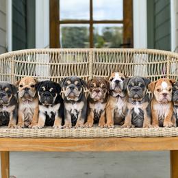 Bulldog Puppies from Badger Canyon bulldogs