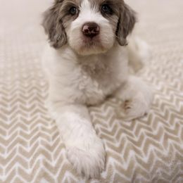 Aussiedoodle, Bordoodle, and Goldendoodle Puppies from Calena’s Doodles