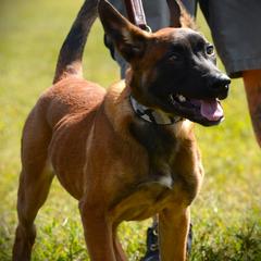 Belgian Malinois and Dutch Shepherd Puppies from Cavalier K9