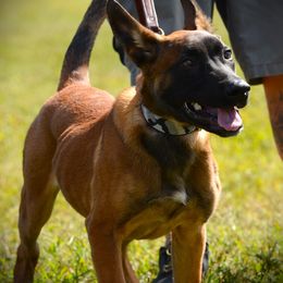 Belgian Malinois and Dutch Shepherd Puppies from Cavalier K9