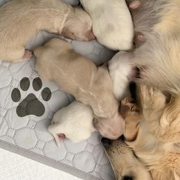 Dachshund puppies from Ana’s Beautiful Doxies
