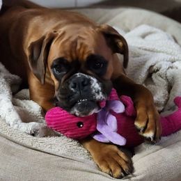Rosie - Boxer