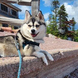 Freija - Pomsky