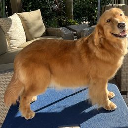German Shepherd and Golden Retriever Puppies from Vom Bethel