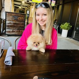 Pomeranian Puppies from Halo Poms