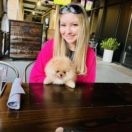 Pomeranian Puppies from Halo Poms