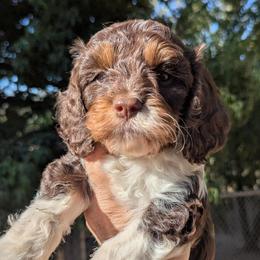 Taffy - Chocolate male Cavapoo puppy in Placerville, California from Quartz Mountain Doodles
