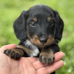 Female 2150 - Black and tan female Dachshund puppy in Nashville, Arkansas from Whisenhunt Farms