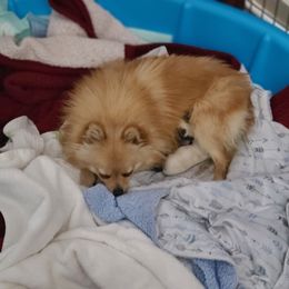 Pomeranian Puppies from Merri's Pom's