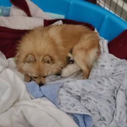 Pomeranian Puppies from Merri's Pom's