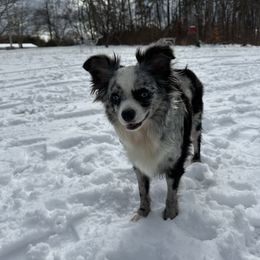 Matilda - Toy Australian Shepherd