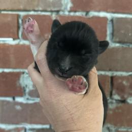 Agouti girl - Agouti and white female Siberian Husky puppy in London, Ohio from Rose Trail Siberian’s