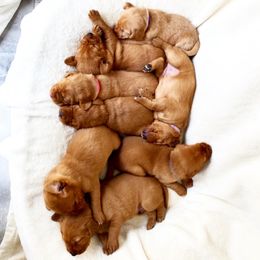 Goldendoodle, Labradoodle, Labrador Retriever, and Poodle Puppies from Katie K9