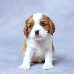Evan - Blenheim male Cavalier King Charles Spaniel puppy in Apple Creek, Ohio from Grandeur Valley Puppies