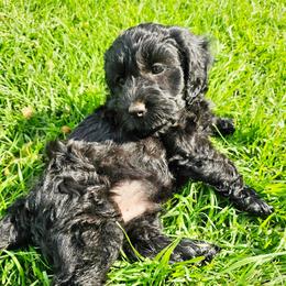 Snoop Dog - Black and tan male Cockapoo puppy in Indiahoma, Oklahoma from Phamily Doodles