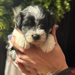 Yellow Girl - Parti female Miniature Schnauzer puppy in Oneonta, Alabama from Murphree Valley Kennels