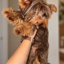 Sir Jaxon Henley - Chocolate and tan male Yorkshire Terrier puppy in Cleveland, Tennessee from Moody’s Morkies and More AND Southern Charm Precious Paws