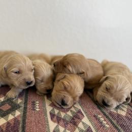Girl 3 - Golden female Golden Retriever puppy in Hobbs, New Mexico from Goldie Locks Golden Retrievers & Doodles