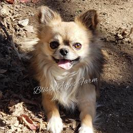 Grogu - Chihuahua