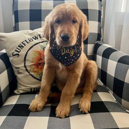 Golden Retriever Puppies from Thegoldendreams1