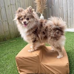 Enchilada - Pomeranian