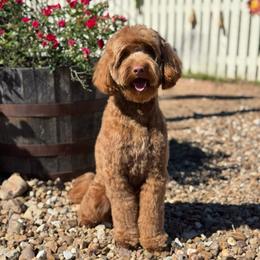 Tot - Goldendoodle