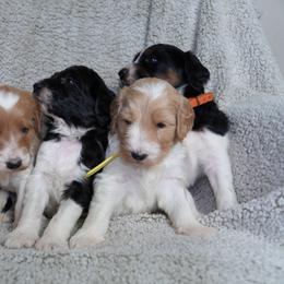 Labradoodle and Poodle Puppies from Caris Paws Poodles and Labradoodles