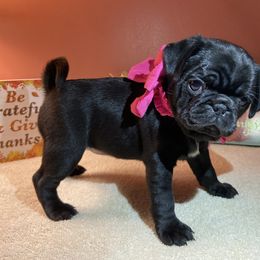 Pug Puppies from Manistee Farms