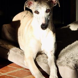 Whippets from Whippets of Westgate