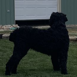 Scarlett - Black Russian Terrier