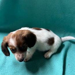 Ada - Piebald female Dachshund puppy in Temecula, California from Naomi Magee's Dachshund Kennel
