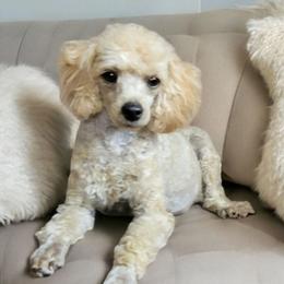 Laverne - Poodle