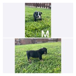 Bulldog Puppies from Alejandro's Bulldogs