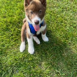 Native American Indian Dog Puppies from Corn Moon Kennels: a member of the Native American Indian Dog Preservation Project