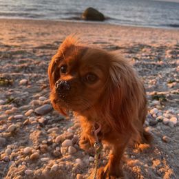 Cavalier King Charles Spaniel, Cavapoo, and Poodle All Grown Up from Melissa's East End Cavaliers