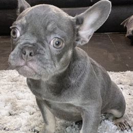 French Bulldog All Grown Up from GC Bulldogs